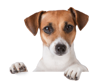 footer dog