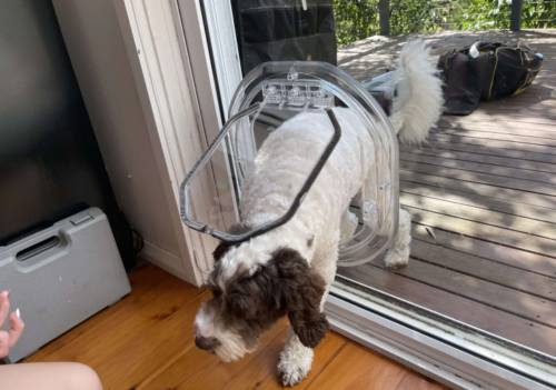 Glass dog door - Dog Door installer Sydney
