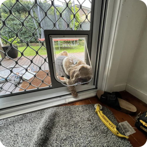 light brown dog walking through screen dog door