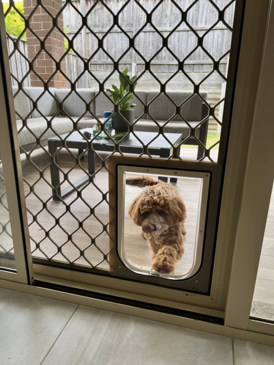 Screen Dog Door - Dog Door Fitting