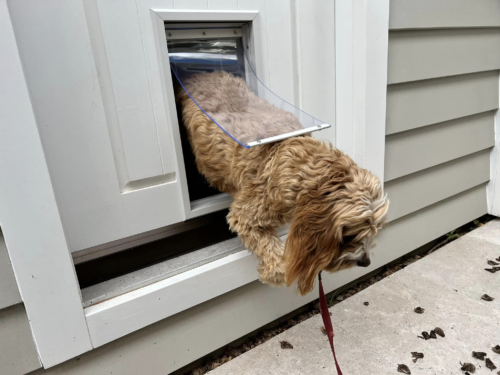 Timber Dog Door Sydney