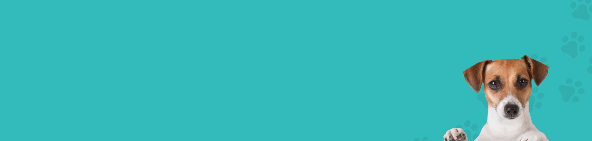 Blue background with dog