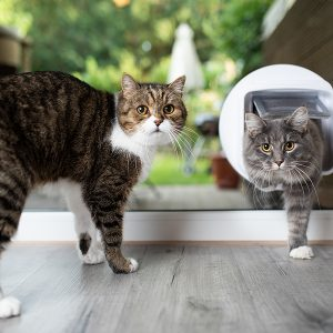 two cats in front of a cat door