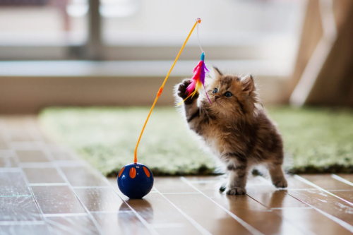 kitten playing with a toy