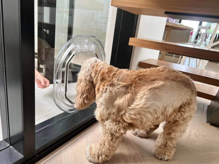 Dog Door in Glass - Dog Door Fitting Sydney