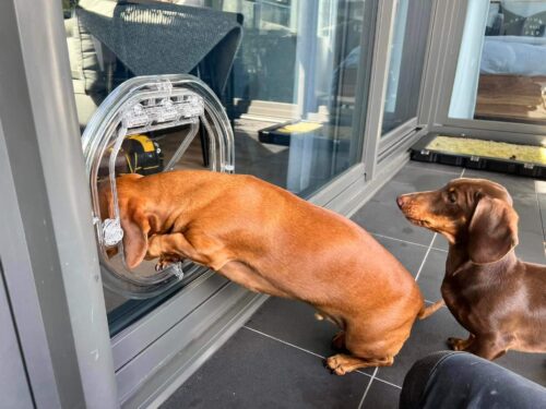 Dog Door in Glass - Dog Door Fitting Sydney
