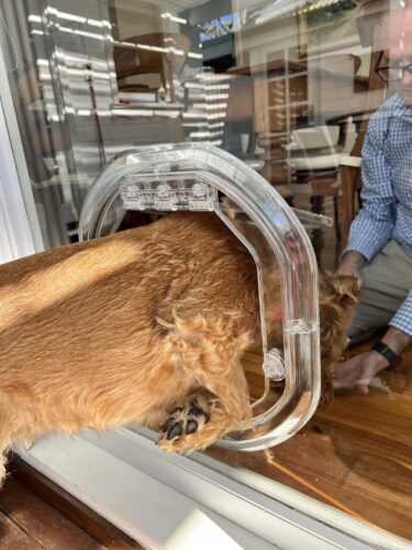 Dog Training for Dog Doors