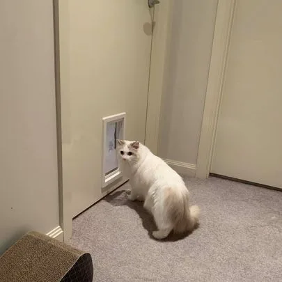 Cat Timber Door - Cat Door Fitting Sydney