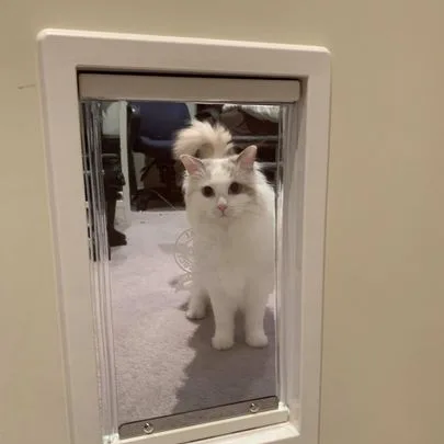Cat Timber Door - Cat Door Fitting Sydney