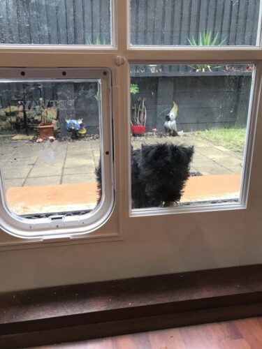 dog-door-french-door-11