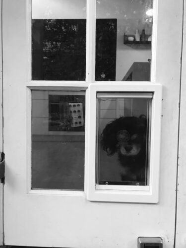 dog-door-french-door-8
