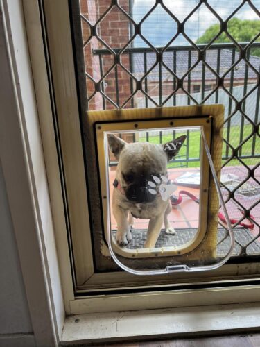 Screen Dog Door & Installation - Dog door - Screen door