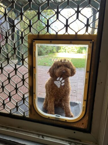 Screen Dog Door & Installation - Dog door - Screen door