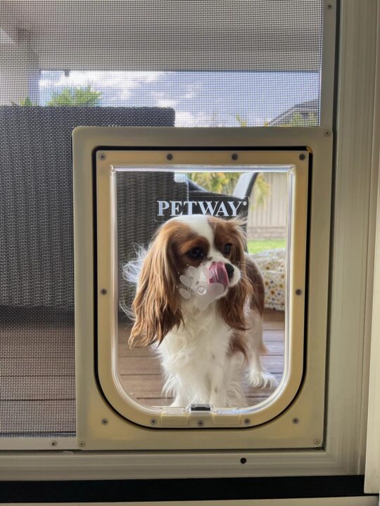 Screen Dog Door & Installation - Dog door - Screen door
