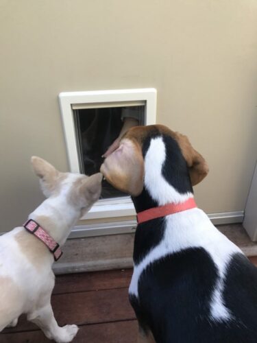 Dog Door in Timber Door