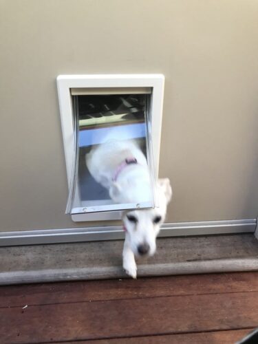 dog-door-timber-door-15