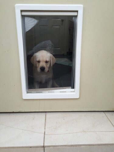 dog-door-timber-door-46