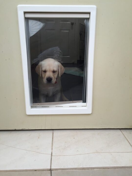 dog-door-timber-door-46
