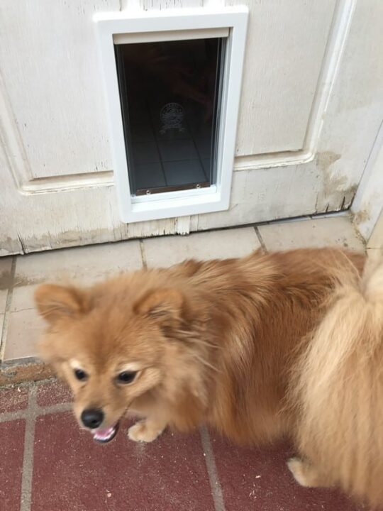 dog-door-timber-door-8