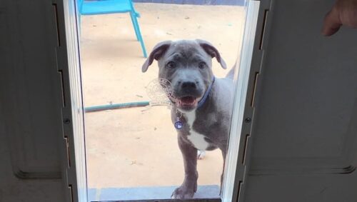 dog-door-timber-door-9