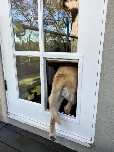 French Doors with Dog Door - Large & Medium Size - Dog Door Fitting Sydney