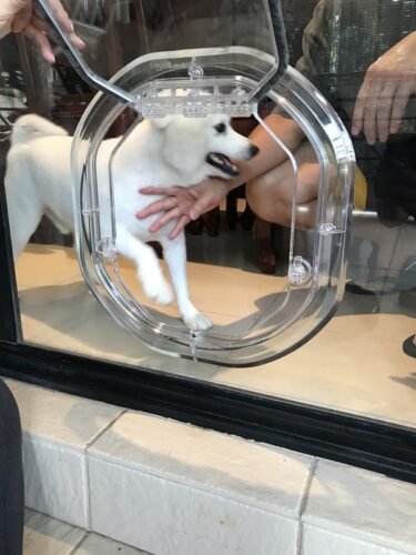 Dog Door in Glass - Pet Door Fitting Sydney