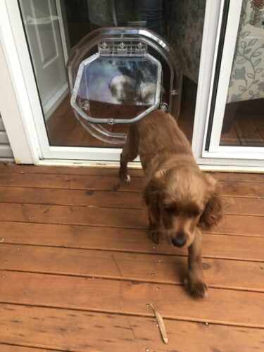 Glass Dog Doors - Pet Door Fitting Sydney