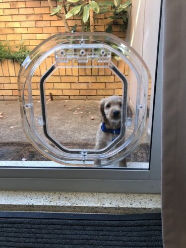 Glass Dog Doors - Pet Door Fitting Sydney