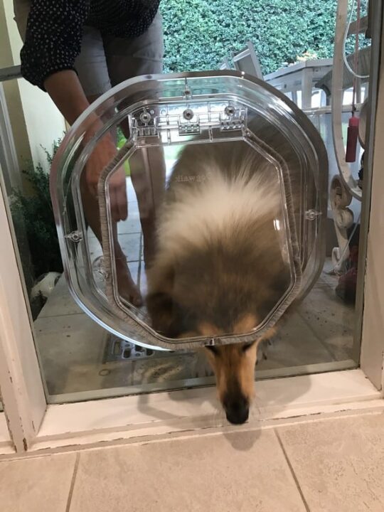 Dog Door in Glass - Large Dog Door Fitting Sydney