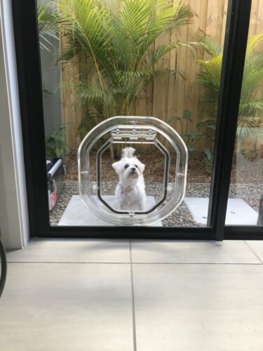 Dog Door in Glass - Small Dog Door Fitting Sydney