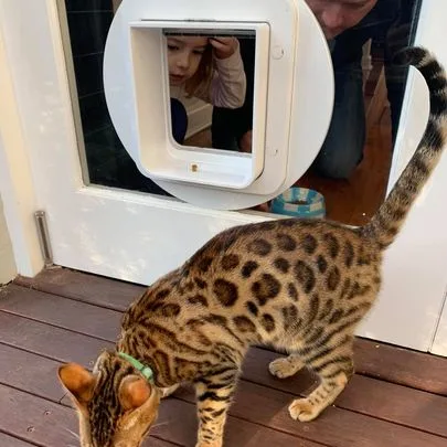 Microchip Cat Door - Cat Door Fitting Sydney