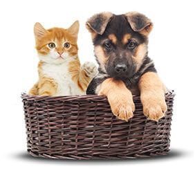About Sydney Petdoor Specialist - BG image