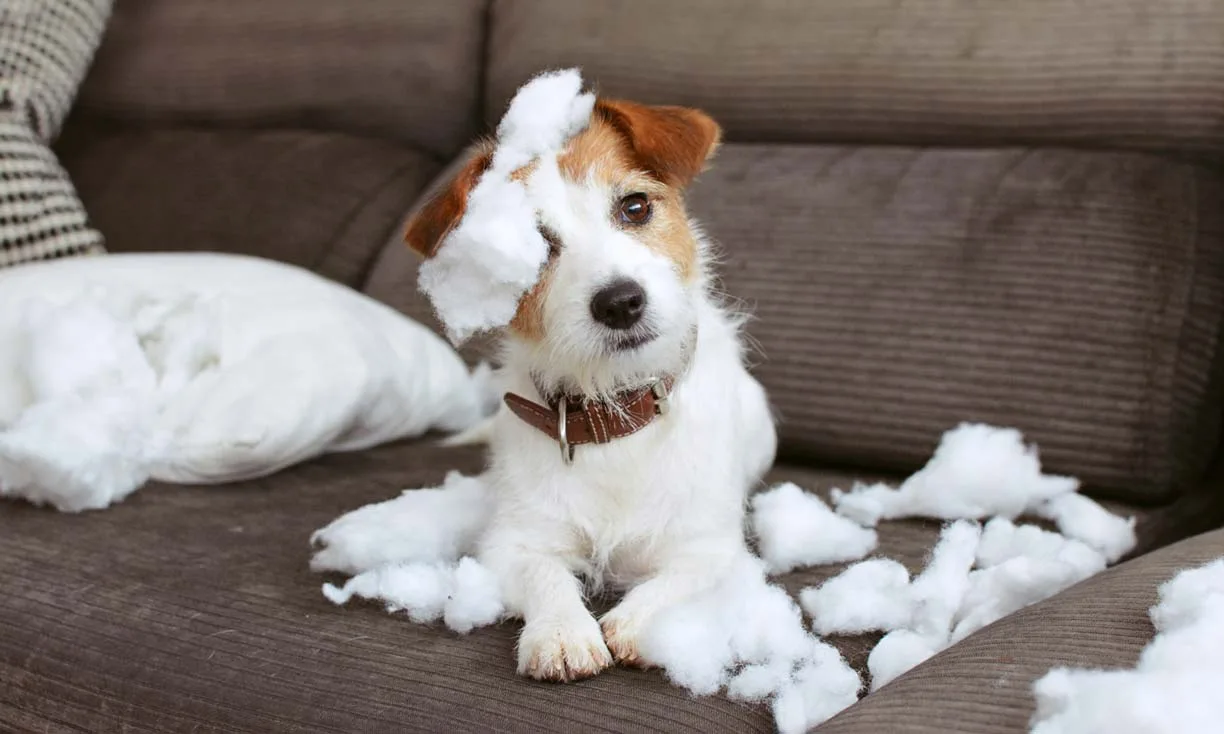 Dog proofing 101 - featured image