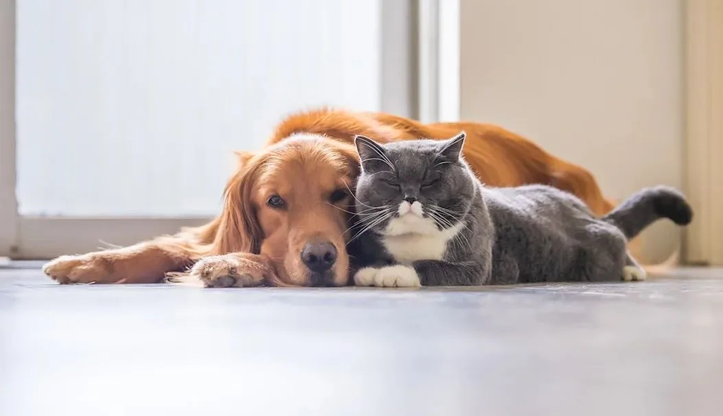 Exercise and Behaviour in Cats & Dogs
