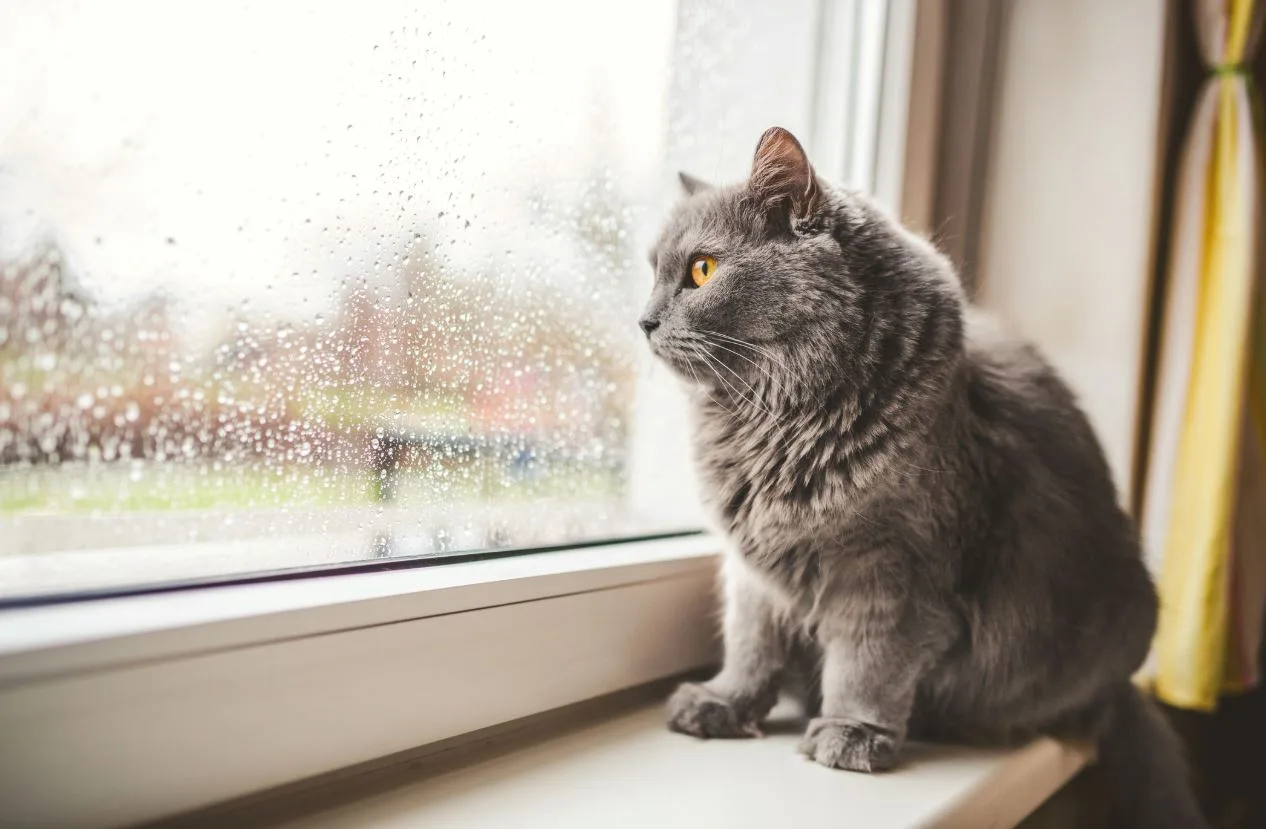 Is your cat lonely when you're not home new