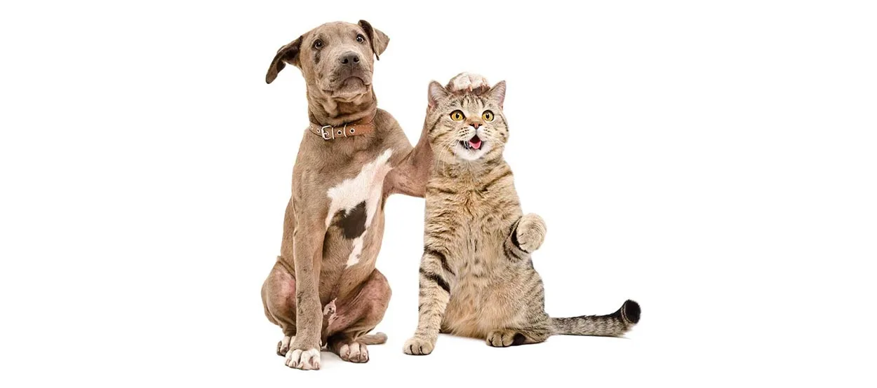 Exercise and Behaviour in Cats & Dogs